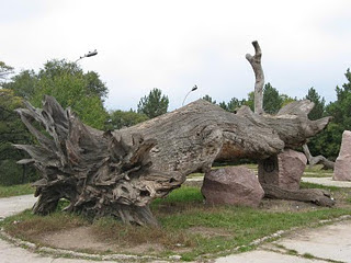 Funny Nature pictures-Weird and strange trees photos