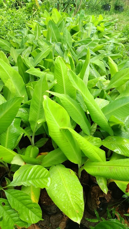 bibit tanaman buah pisang ambon cepat tumbuh jambi Madiun