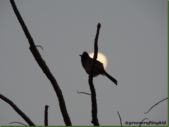Red vented in front of moon