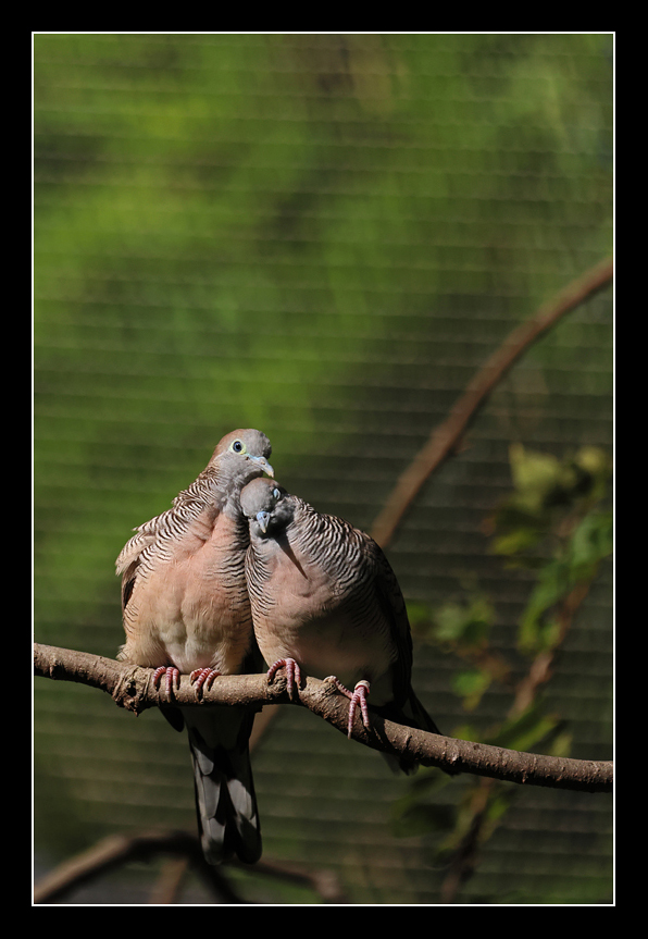 香港公園,觀鳥園