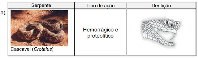 Considerando a velocidade da resposta em relação ao tipo de ação da peçonha e à dentição proteróglifa para a sua inoculação, qual das serpentes encontradas no Brasil pode ser comparada à Naja?