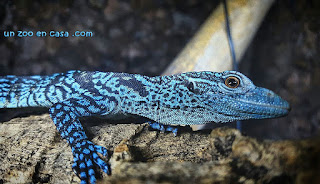 Varanus macraei, el varano arborícola azul