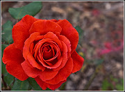 Rosa roja. Estoy aprendiendo a sacar fotos a las plantas, a no ser que haga . (rosa roja)