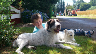 Two dogs, one happy boy, all enjoying the sunshine in Brittany