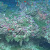 Descubierto un nuevo arrecife de coral en la Gran Barrera de Australia, el primero en 120 años