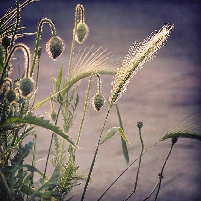 In mijn tuin - juni 2017