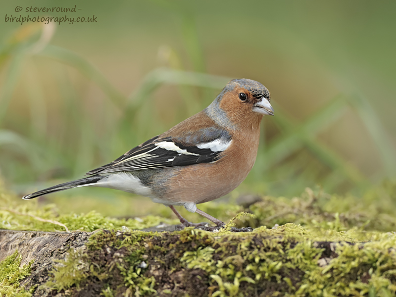 bird, male, Fringilla coelebs, passerine, Finch