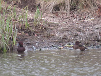 Ferruginous Duck and Hybrid