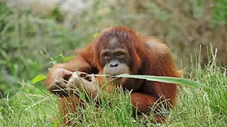 Scientists: Orangutans treat wounds with medicinal plants