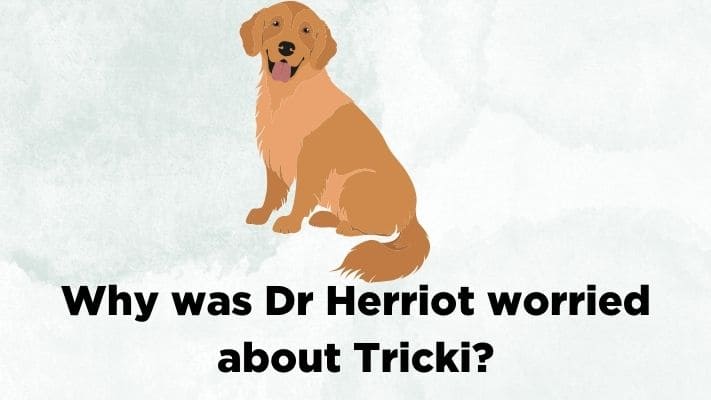 Why was Dr Herriot worried about Tricki