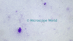 Bacillus Subtilis captured at 40x under a biological microscope.