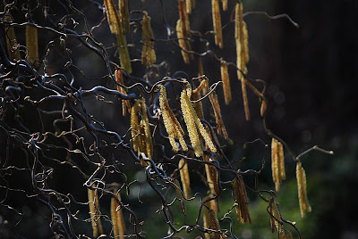 Corylus avellana 'Contorta'