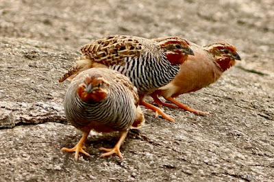 "Jungle Bush-Quail,resident Rare,Tthree birds on a rock 2 male and 1 female."