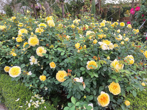 台南後壁雅聞湖濱療癒森林15000坪玫瑰花園、熱帶雨林免費參觀