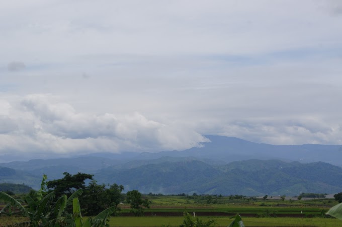 Hamparan sawah yang ditanami padi