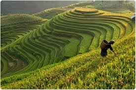 15 Unique Ways of Improving Crop Yield – Facts you Need to Know