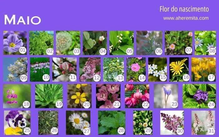 flores-que-representam-os-dias-do-mes-de-maio-organizados-em-um-calendario-segundo-a-cultura-coreana