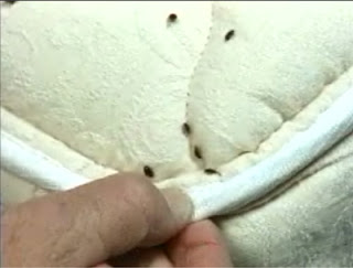 Get specialized tips previous to curing intense bed bug bites.