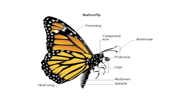 How many legs does a butterfly have?
