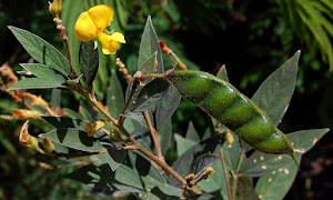 Kacang Gude Ternyata Juga Bisa dimanfaatkan sebagai Obat Herbal! 