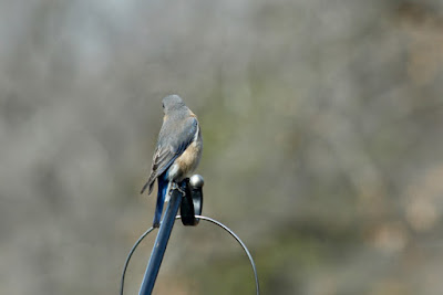 when, not if, bluebirds of happiness will return