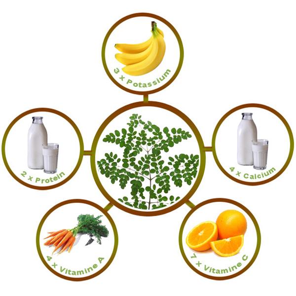 Moringa-Oleifera-facts