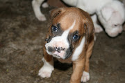 . to Guadalajara and arrived to 7 wiggly, happy, and FAT boxer puppies!