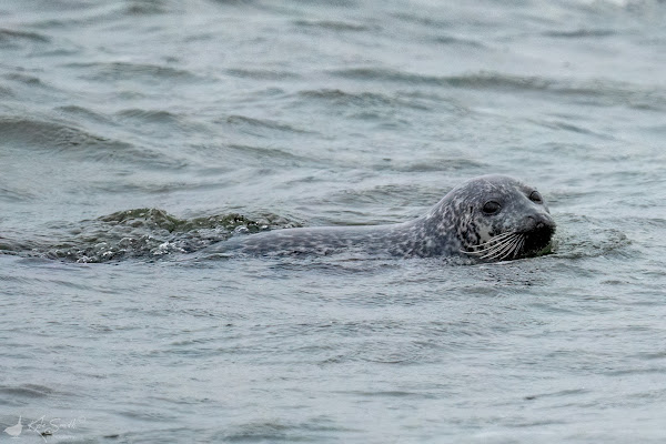 Grey seal