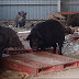 Cerdos, jabalíes y mapaches tomaron los pueblos abandonados por Fukushima