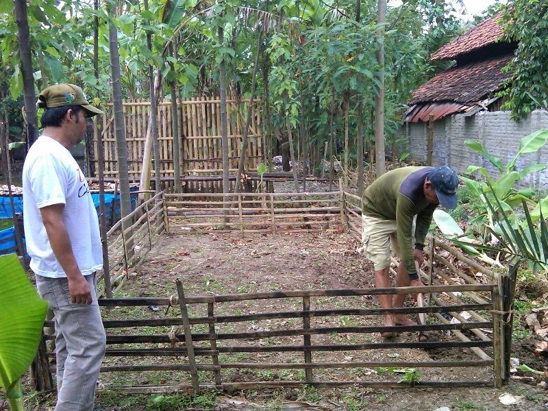 Cara Terlengkap Budidaya Ikan  Lele  di Kolam  Tembok 