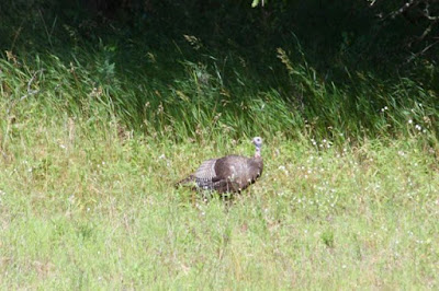 poult-less turkey hen, mid-Summer Phot