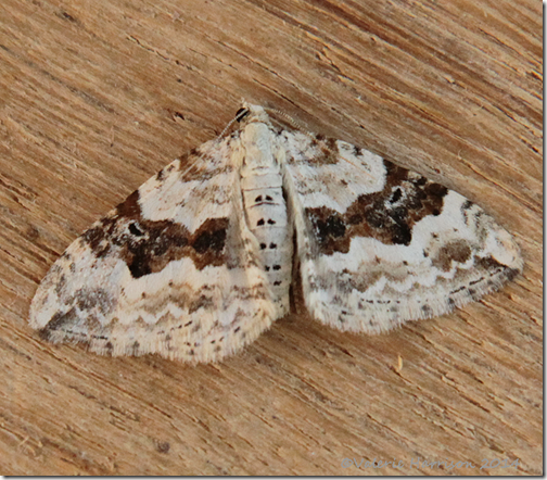 Silver-ground-carpet