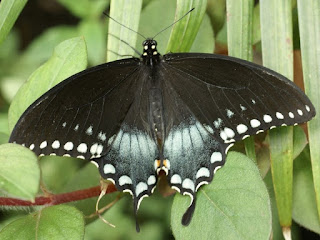 Papillon du cèleri - Papilio polyxenes