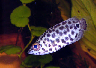 Gambar ikan