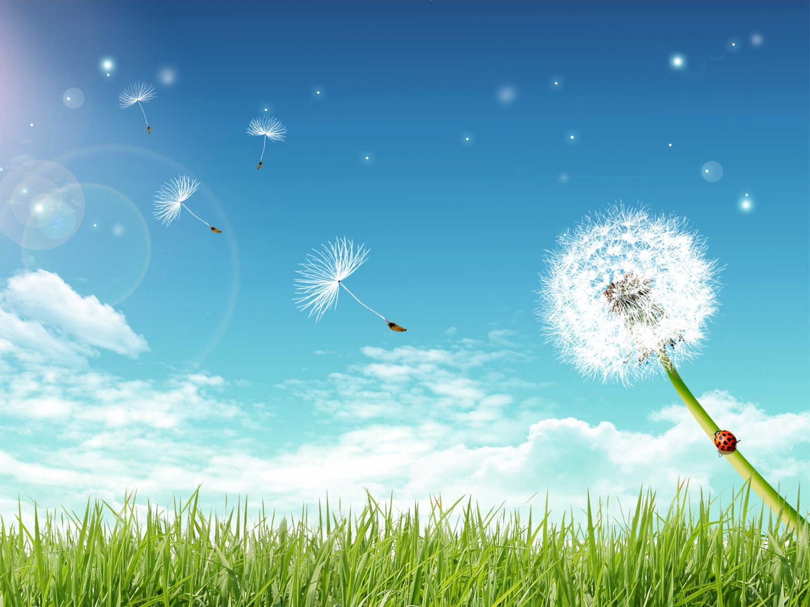 Dandelion Flower Wallpaper