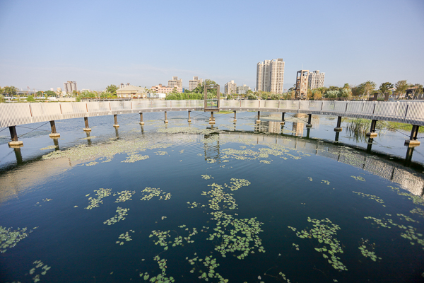 台中湧泉公園星泉湖賞愛心水草和水鳥，文明之基和滿月指輪好好拍