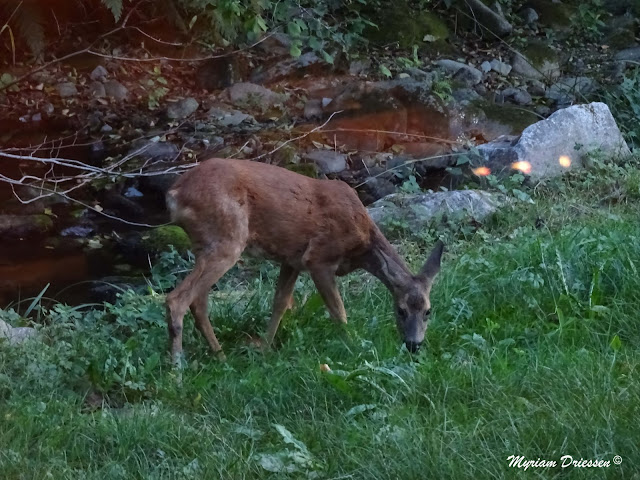 chevreuil roe deer