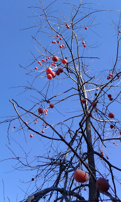 persimmons or sugar plums