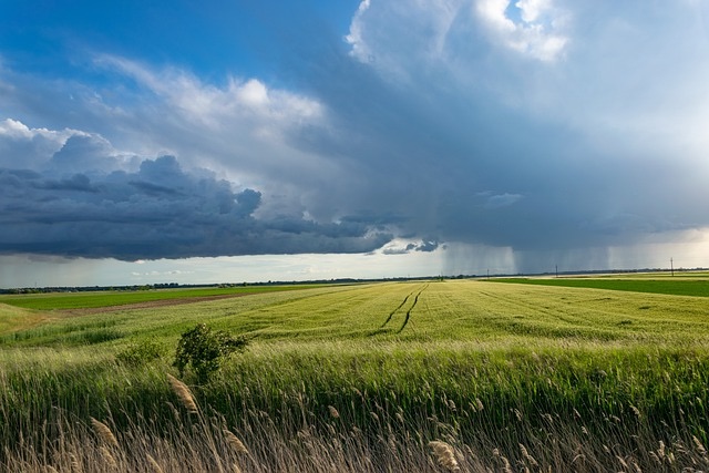 Storm clouds over wheat field