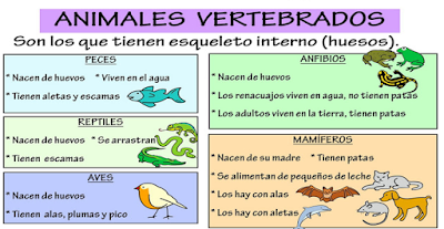 Resultat d'imatges de vertebrados e invertebrados