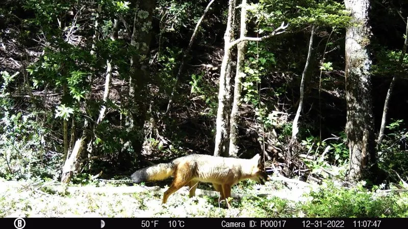 Alta presencia de fauna nativa en el Parque Nacional Puyehue