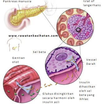 Insulin dihasilkan secara harmoni