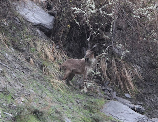 markhor