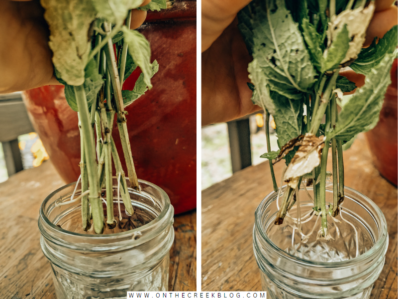 how to propagate mint from cuttings | on the creek blog // www.onthecreekblog.com