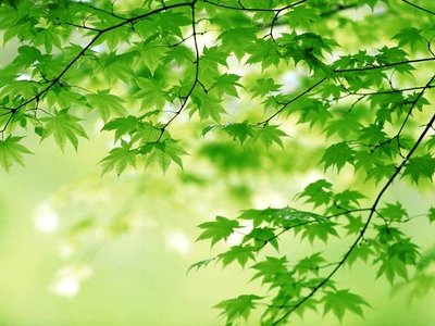 wallpaper nature green. pictures nature scenery, green