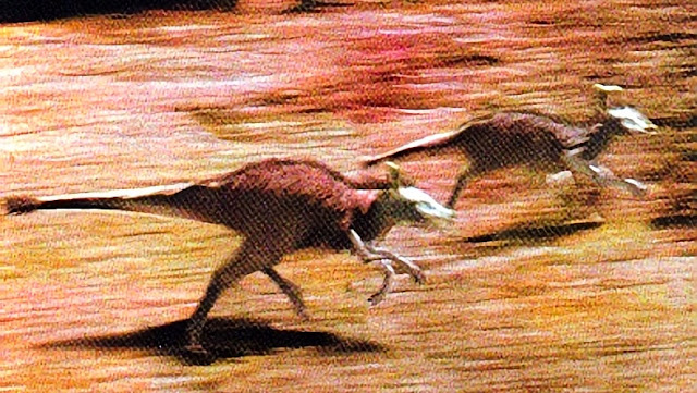 珍奇ノート：ゲクフ ― 米軍に捕獲されたチリのカンガルー恐竜 ―