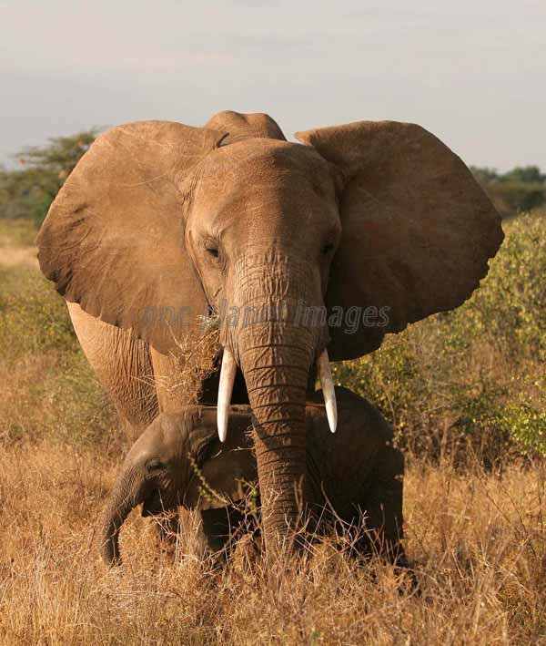 african elephant ears. African elephants are