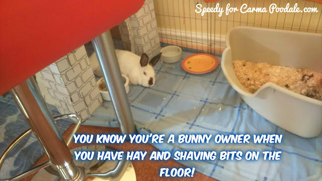 Photo of Speedy the house bunny, saying you know you're a bunny owner when....