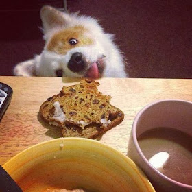 Cute dogs - part 3 (50 pics), funny dog tries to eat cookie