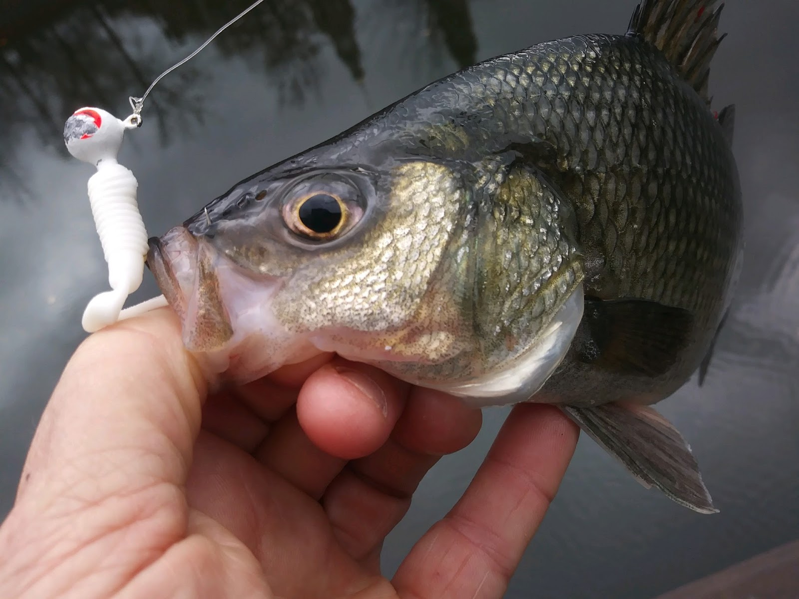 Rhode Island Striped Bass: The White Perch Option